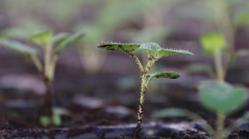 Young potato sprouts