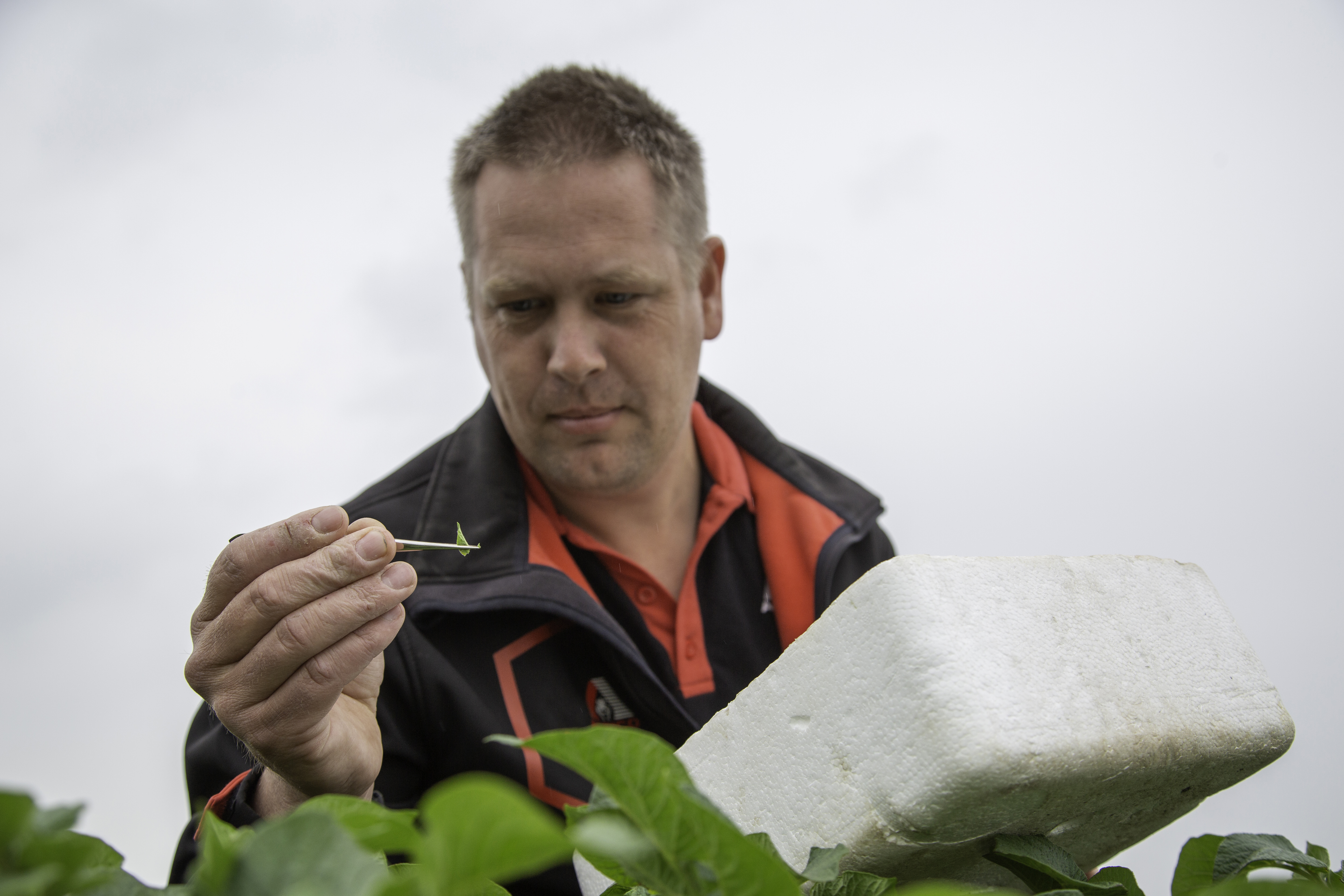 Researcher inspecting quality potato variety