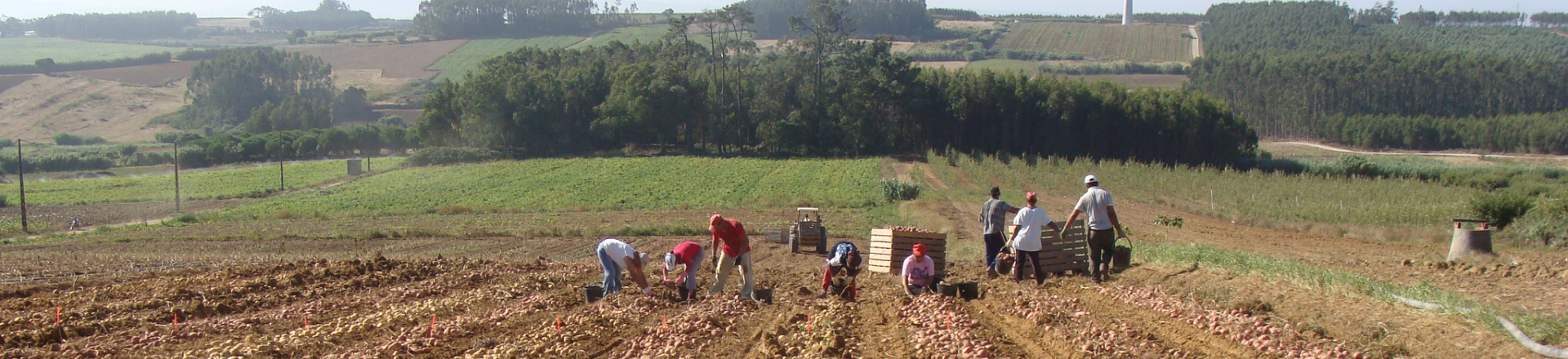 Header Eurobatata Portugal