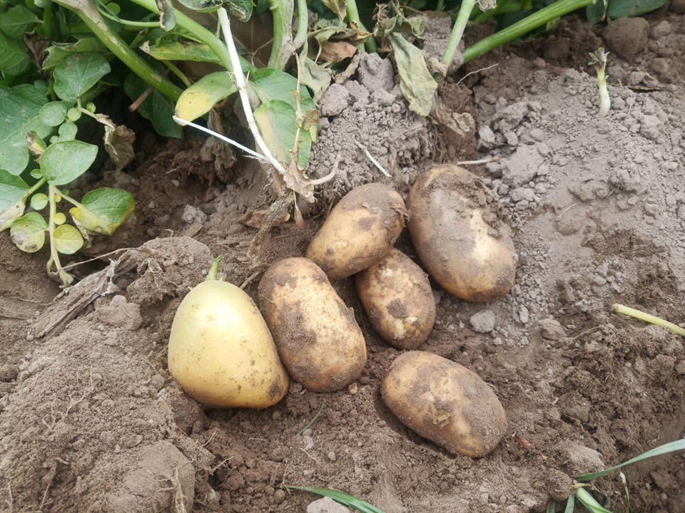 Arizona plant with tubers