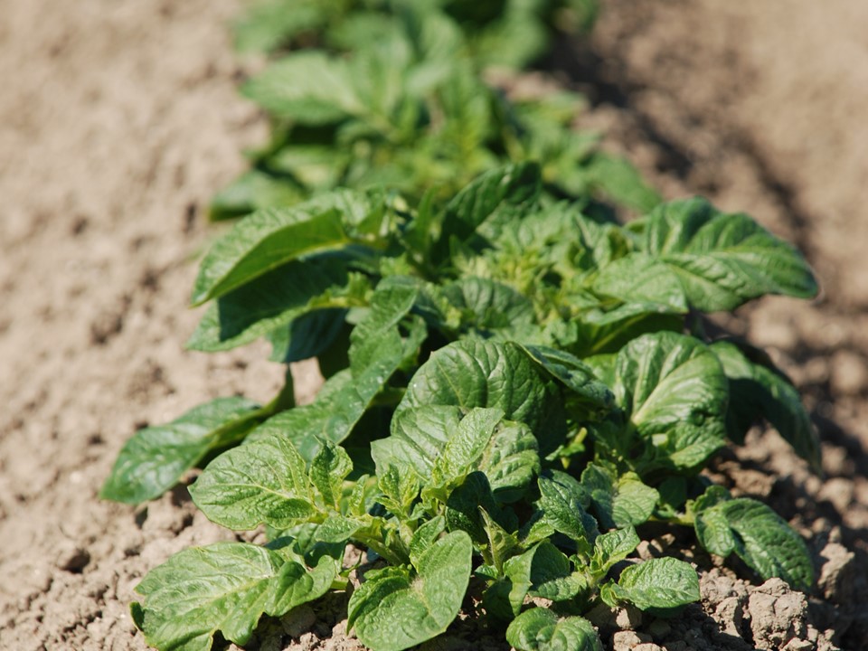 Aardappelveld Rug Agrico 2012 9 (1)