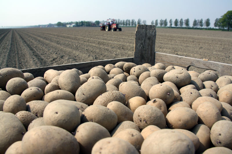 zetmeel aardappelen