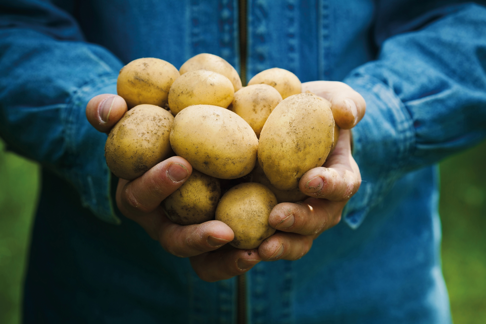 Hands holding seed potatoes
