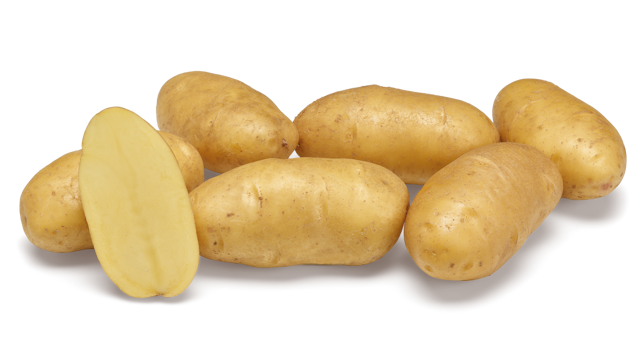 Aardappelras Ditta