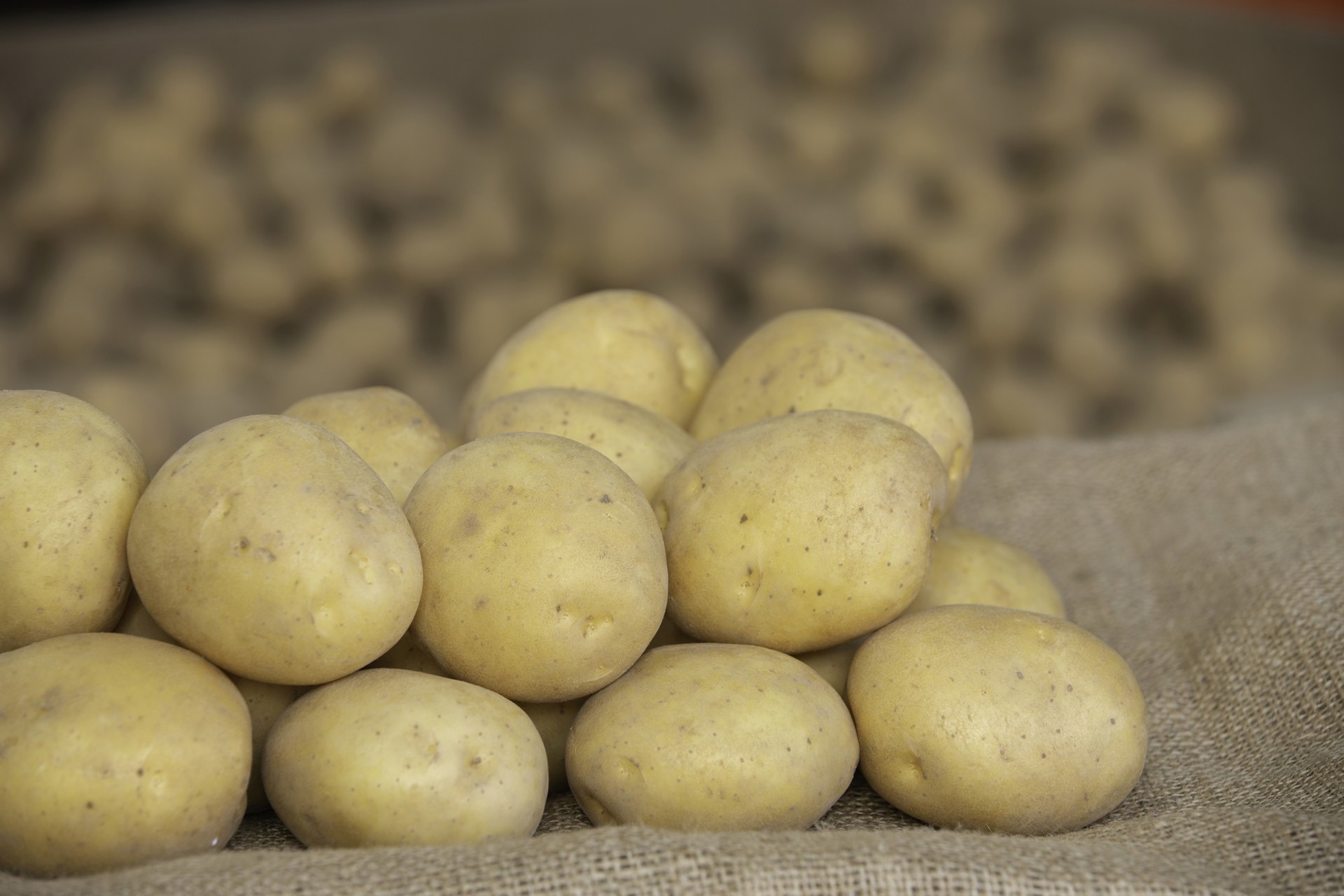 Constance potatoes on jute
