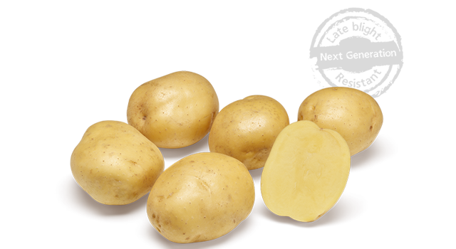 potato⋆︎* Twister | An Agrico Next Generation variety - Agrico