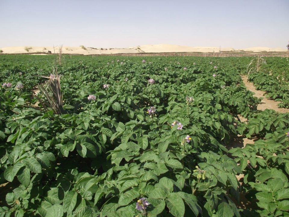 El Oued 20180420 DSCF8527