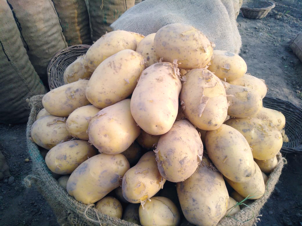 Pakistan potato varieties Agrico Potato