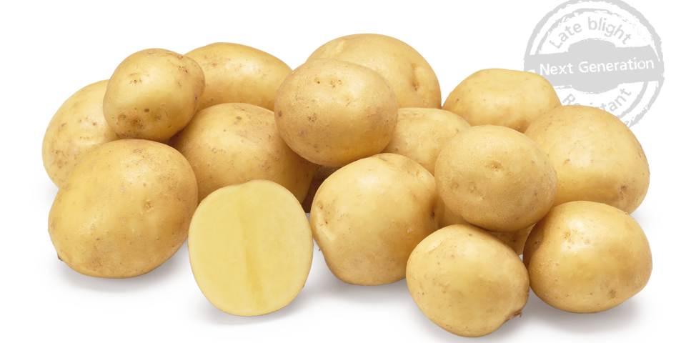 Jacky nestje met doorsnee