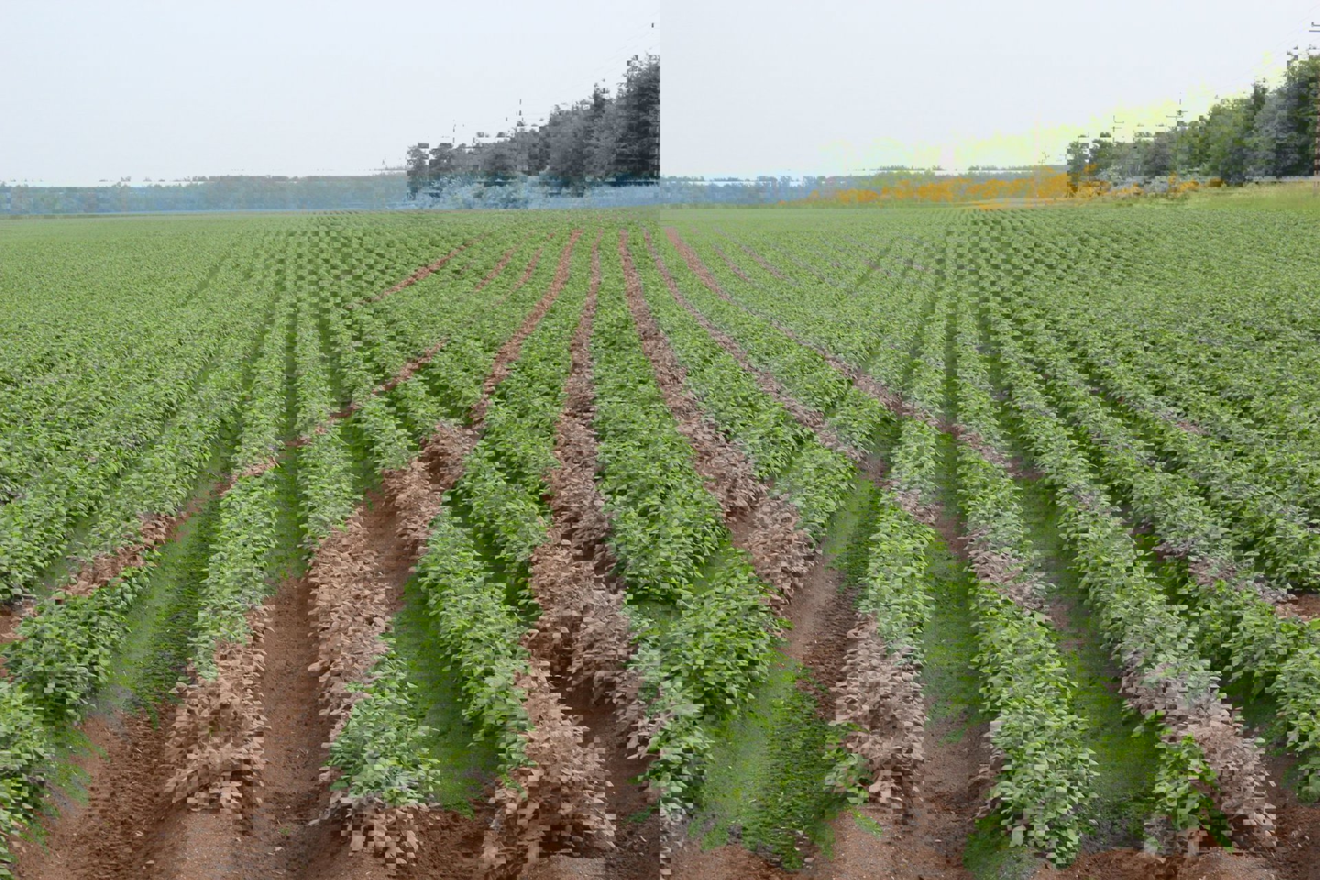 62340828 2249133488488729 7353546179021373440 N