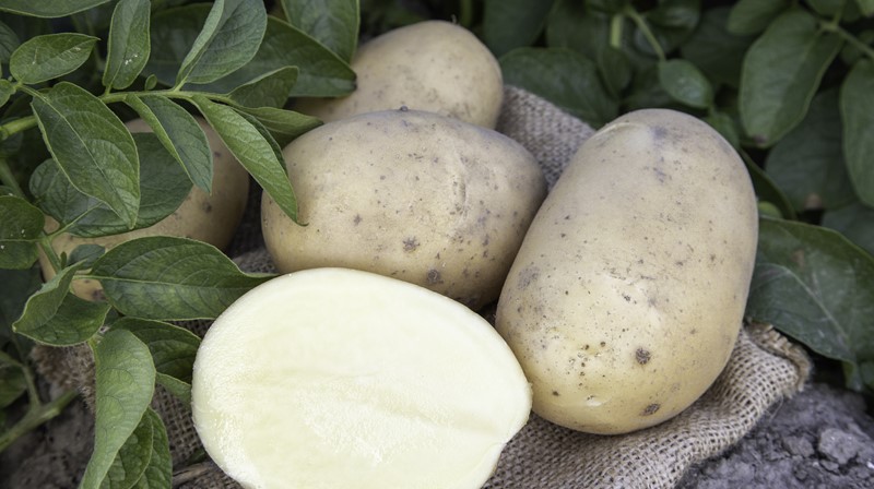 Succesful potato variety Arizona
