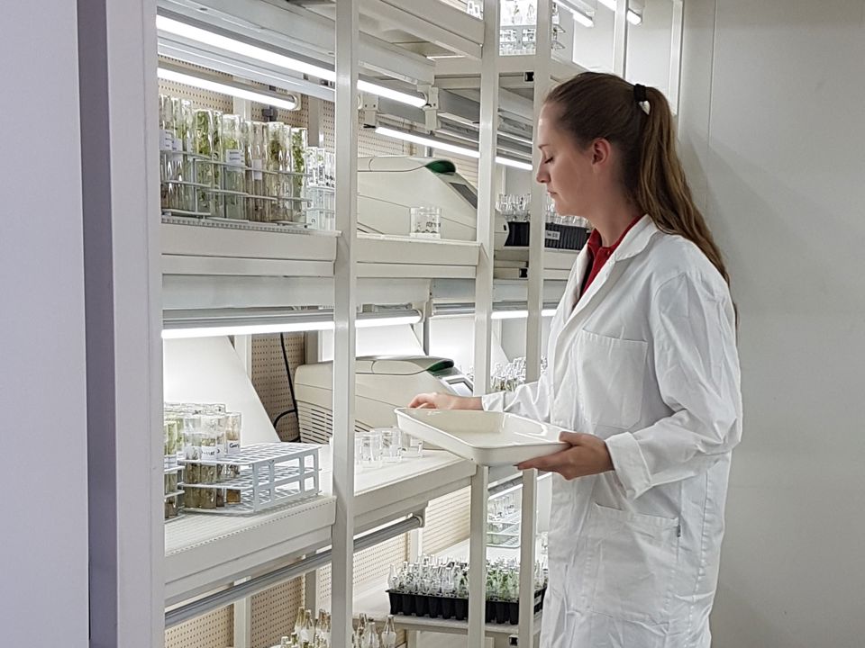 Research and breeding potato varieties UK