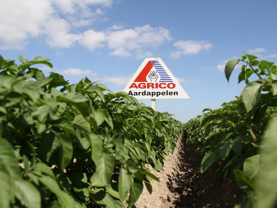 Potato rows with Agrico sign Dezeeuw