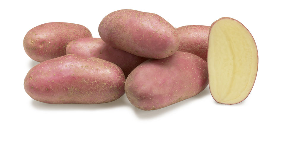 Meryem nestje met doorsnee