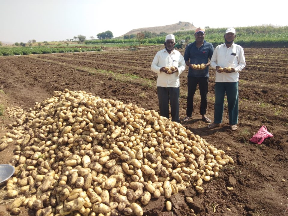 India potato production