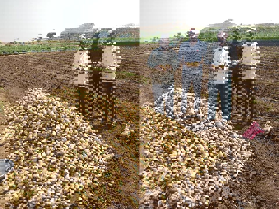 India potato production