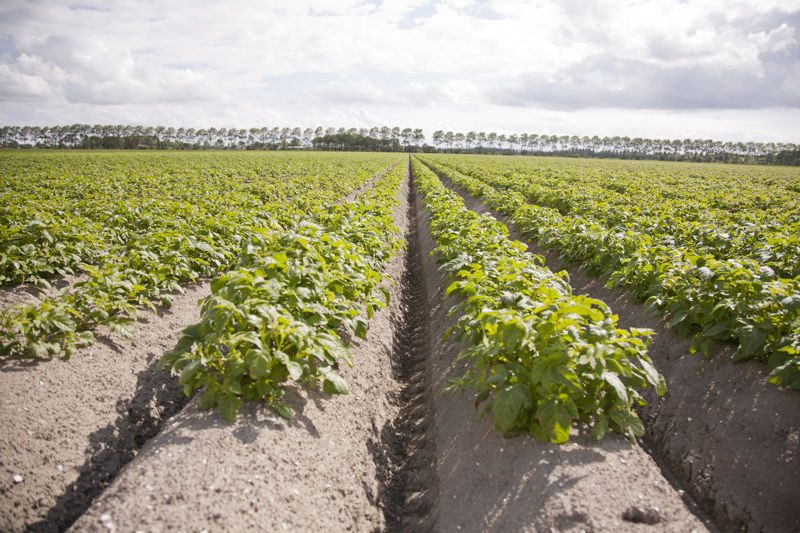 Aardappelveld Rug©Agrico 2012 (1)