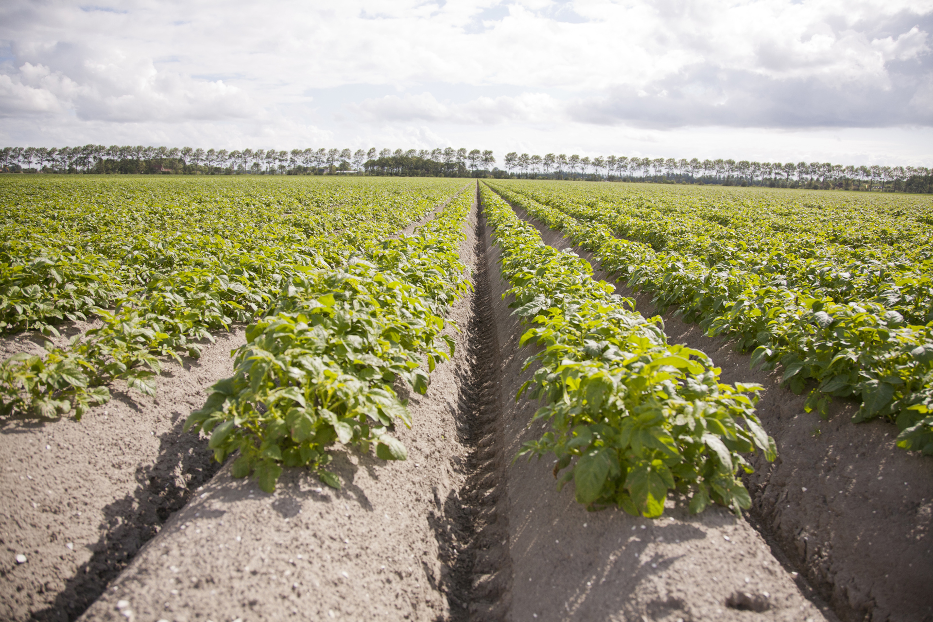 Aardappelveld Rug©Agrico 2012 (1)