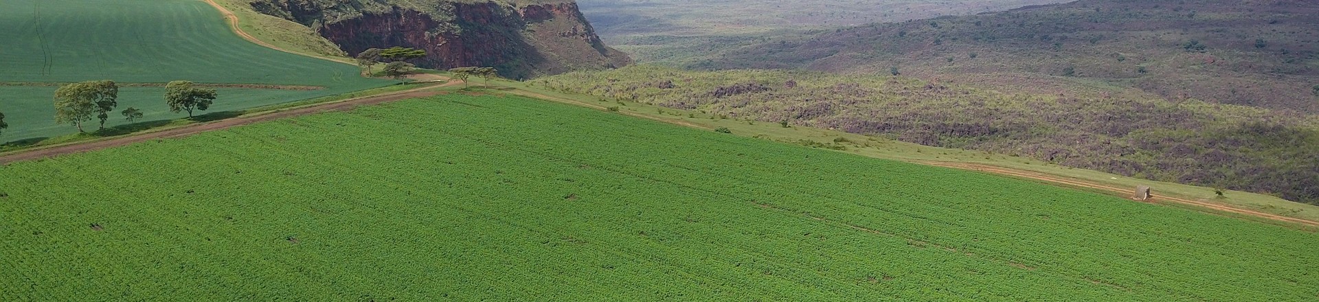 Overview of a Kenyan potato field