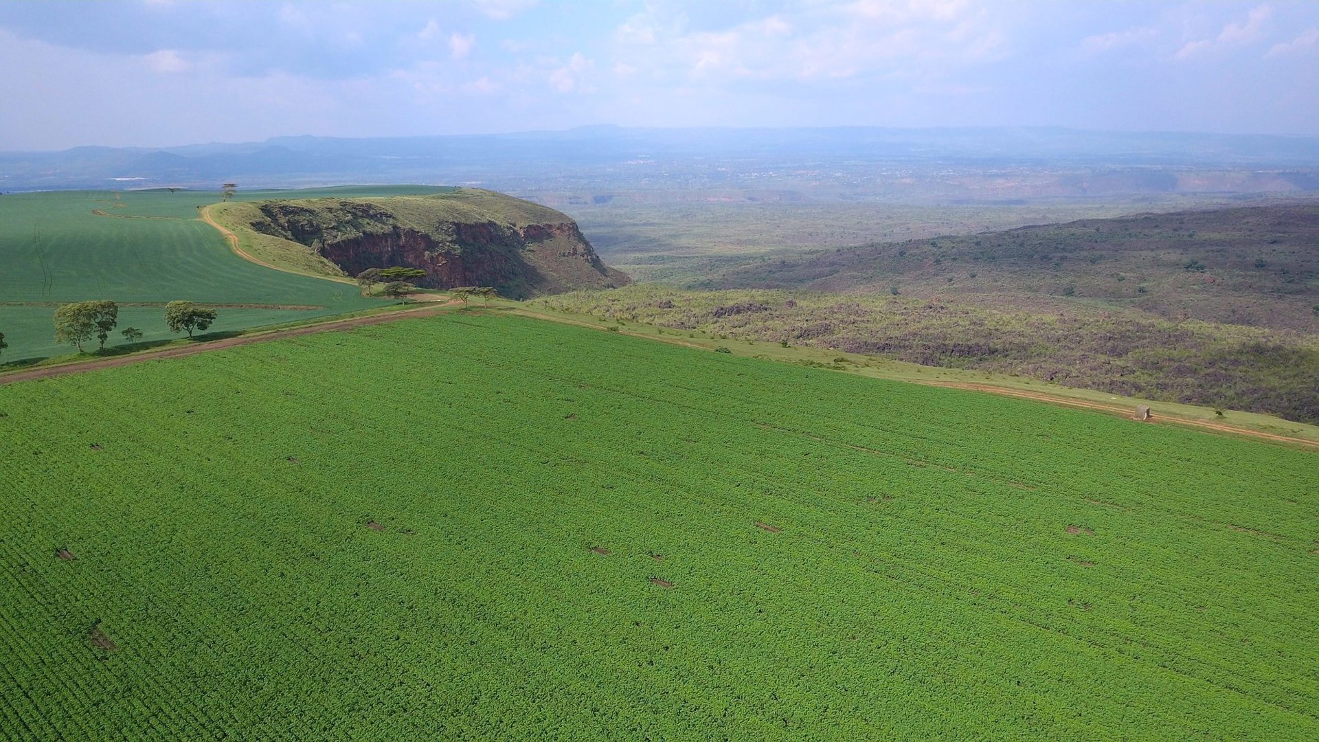 Overview of a Kenyan potato field