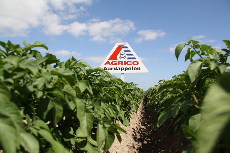 150610 Aardappelen Dezeeuw Wk8 036