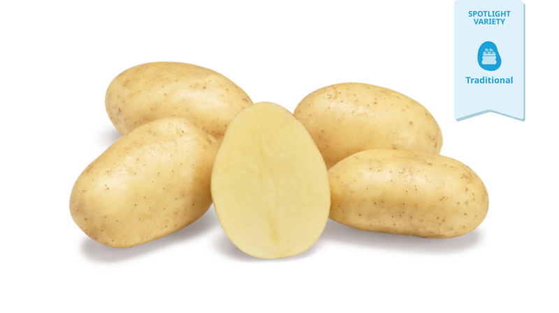 Paradiso Spotlight Variety Agrico