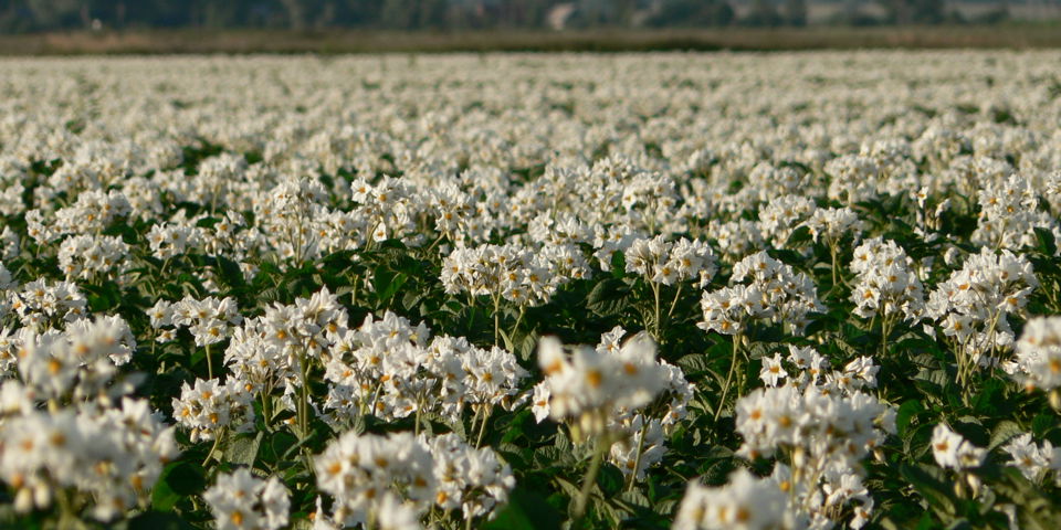 Veld Bloemen Litouwen