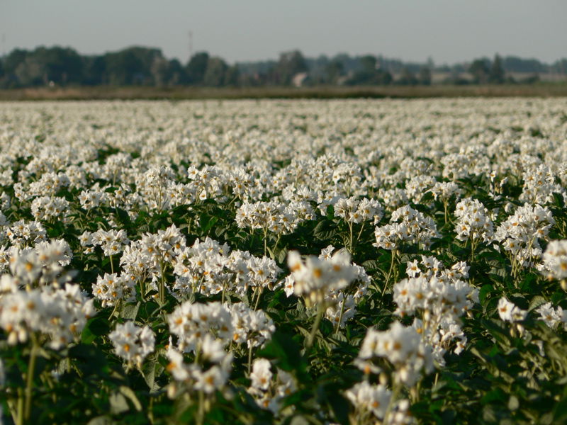 Veld Bloemen Litouwen