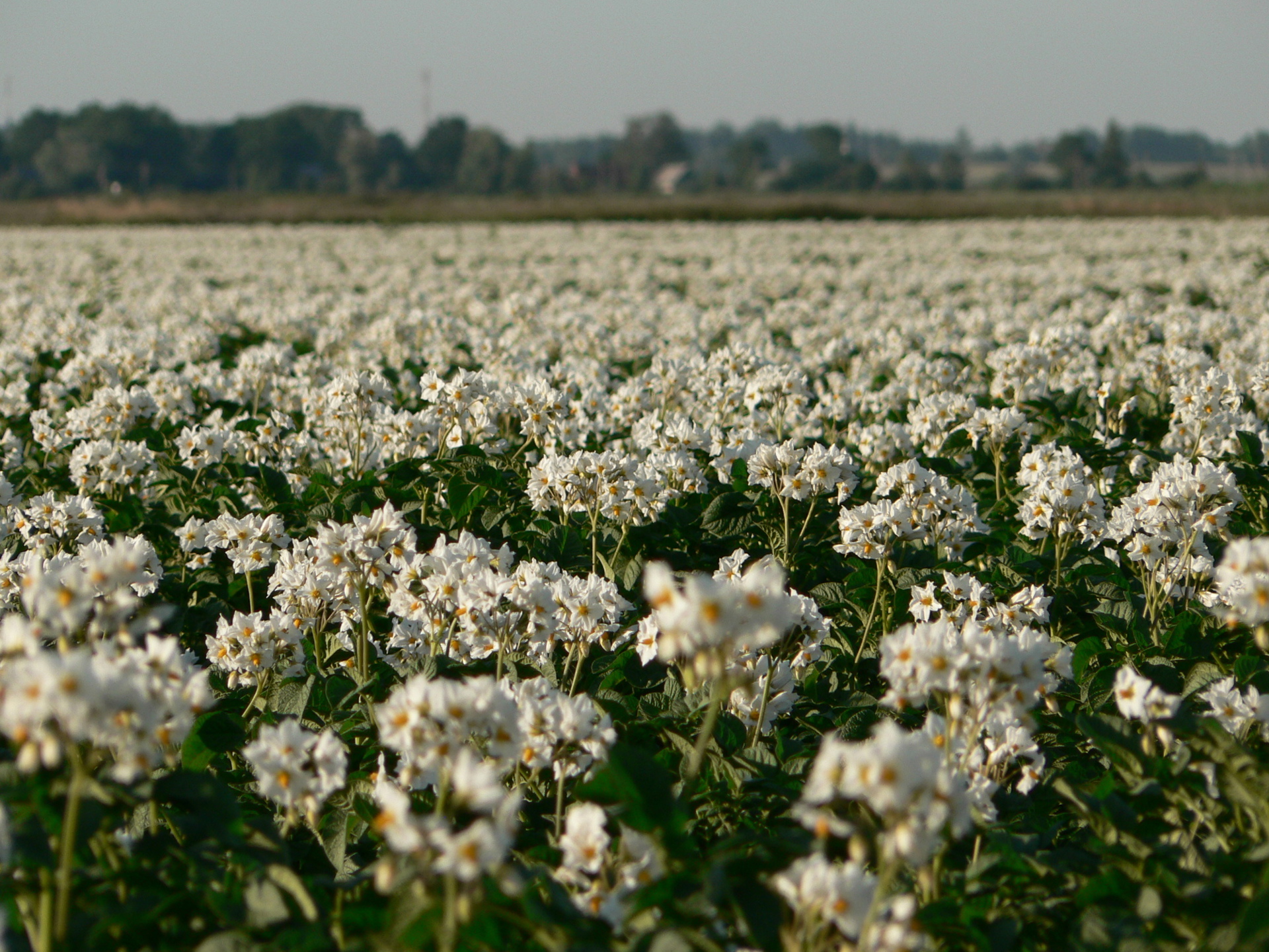 Veld Bloemen Litouwen