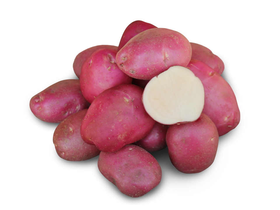 Planed Roko Roko, red-skinned fresh market potato | Parkland Potato Varieties