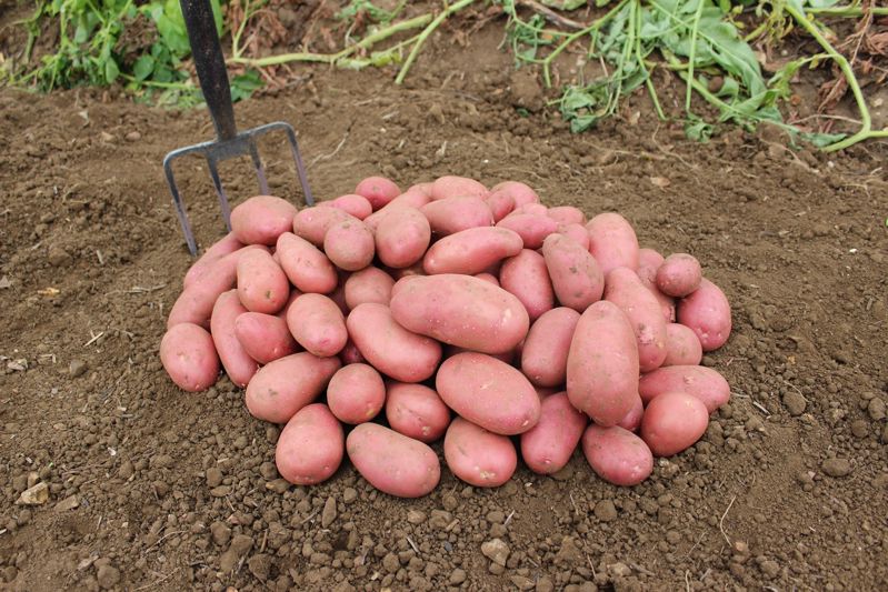 Manitou COM TBR©Agrico21