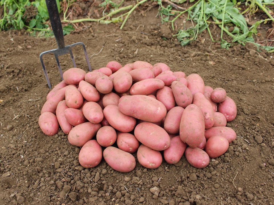 Manitou COM TBR©Agrico21