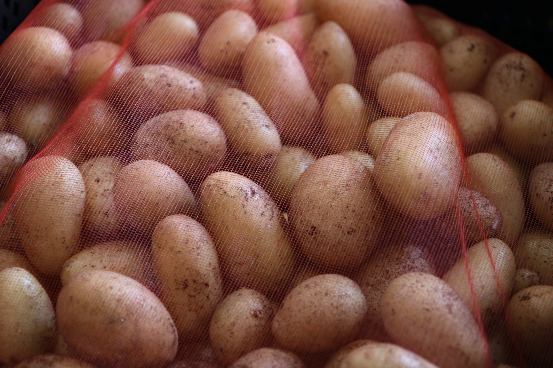 Minitubers close-up
