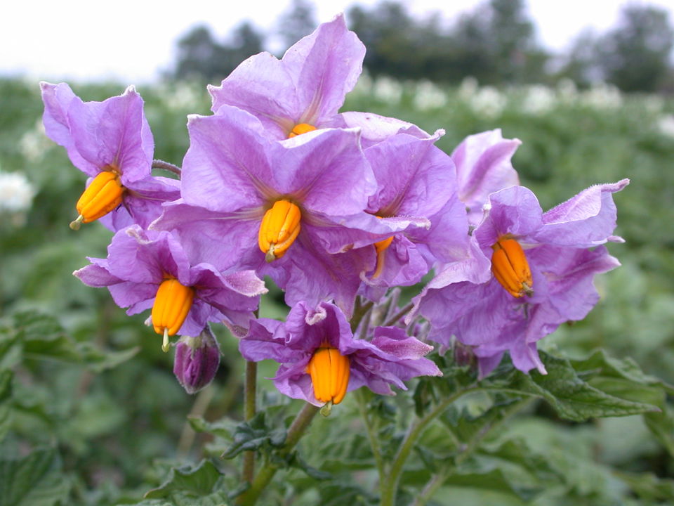 AR Bloeiende Aardappelen 010709 (5)