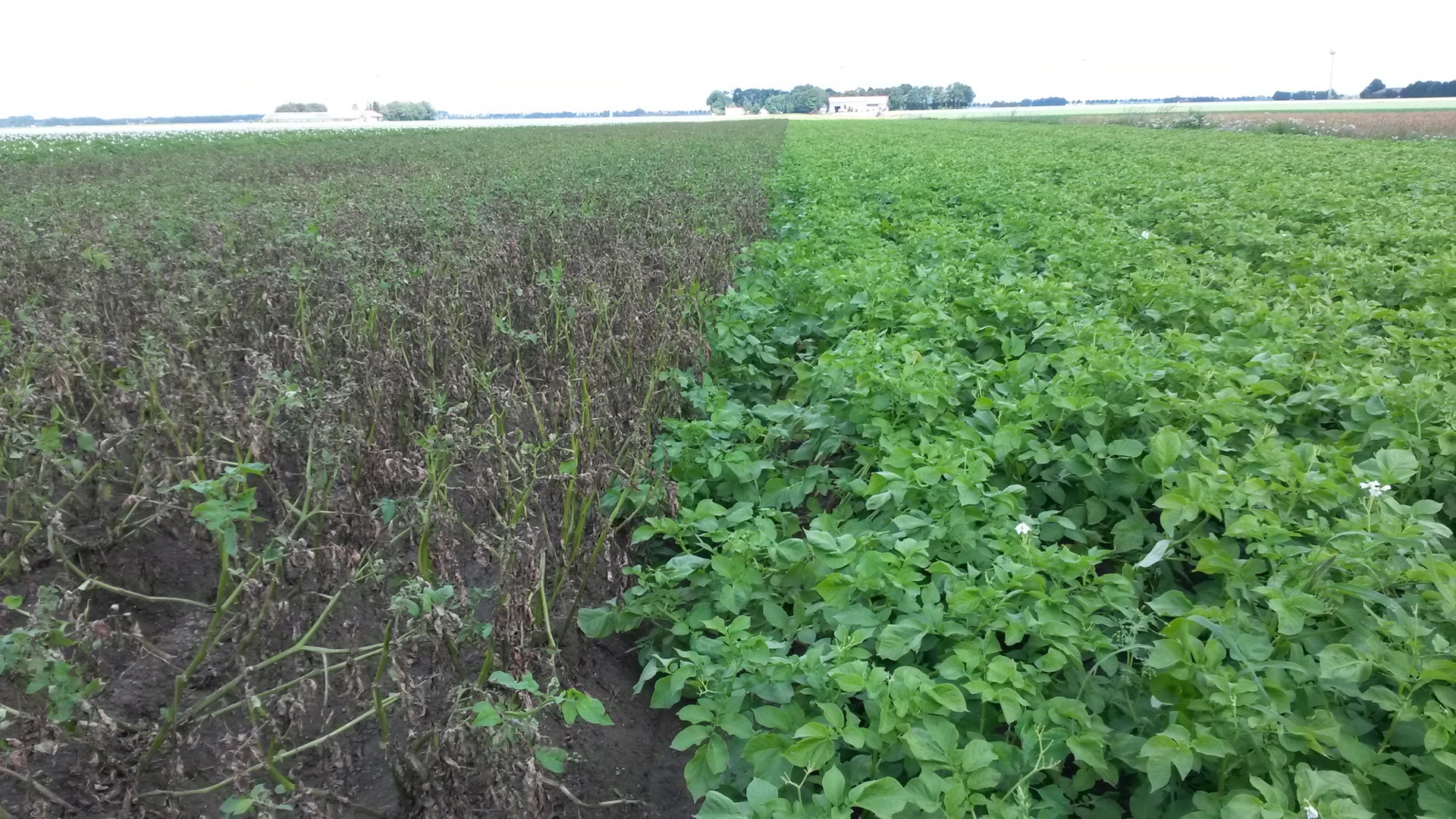 Veld Phythopthora En Resistent