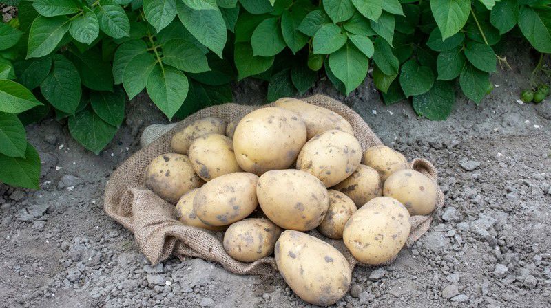 Agrico Gmpro Paradiso 6978