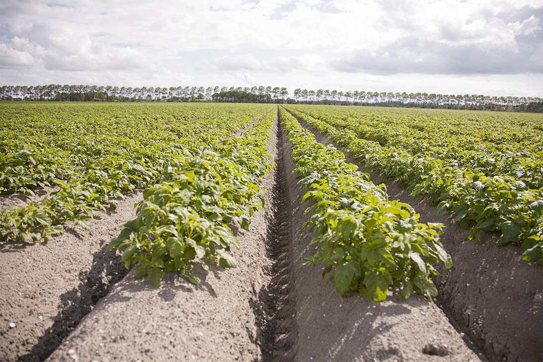 Foto Rug Aardappelveld LR