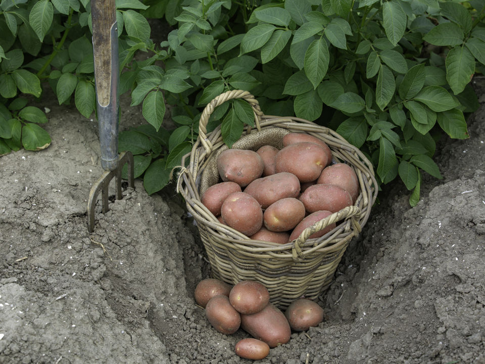Manitou potatoes in the field