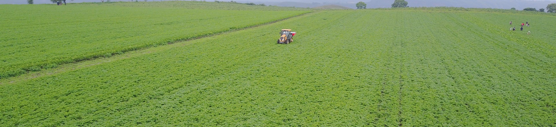 Tractor working in a potato field in Kenya (1)