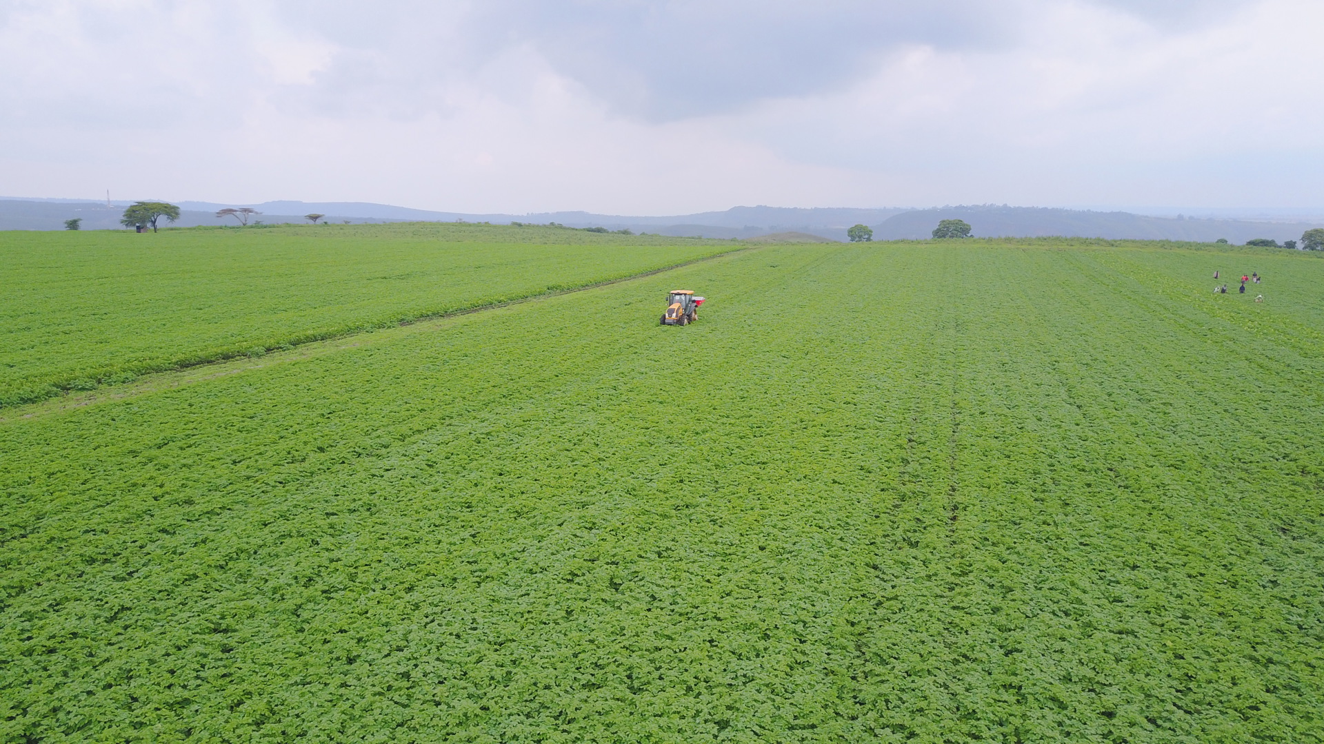 Tractor working in a potato field in Kenya (1)