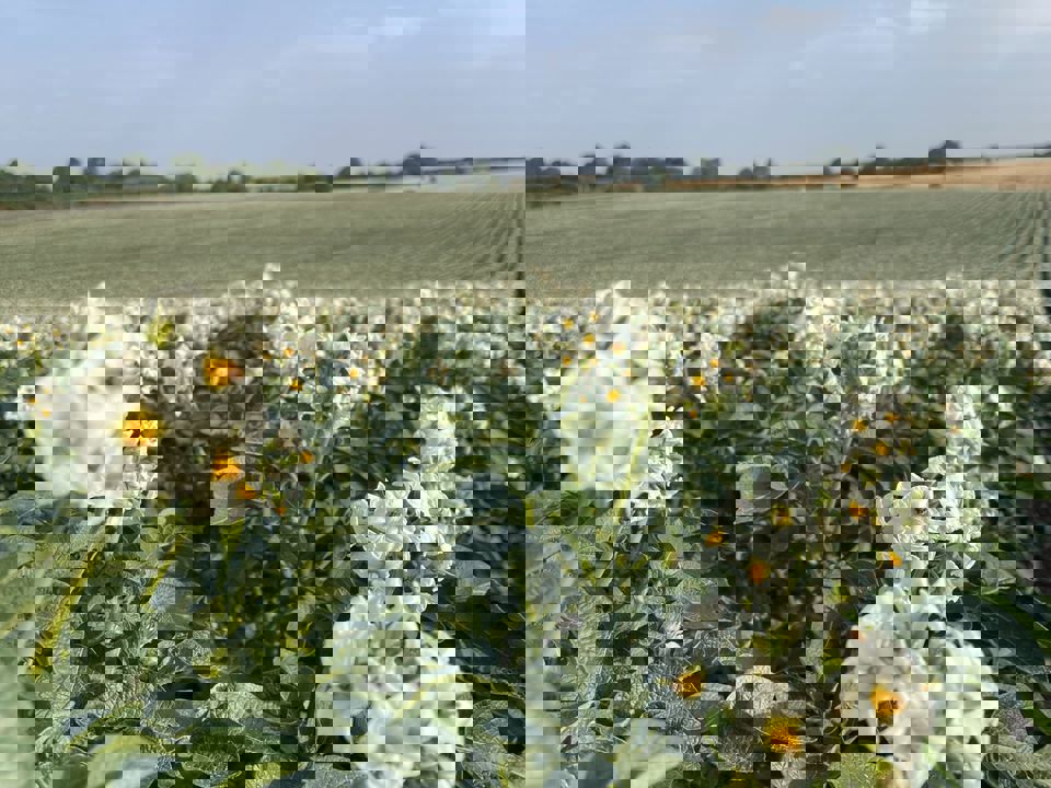 Foto Babylon Agrico UK