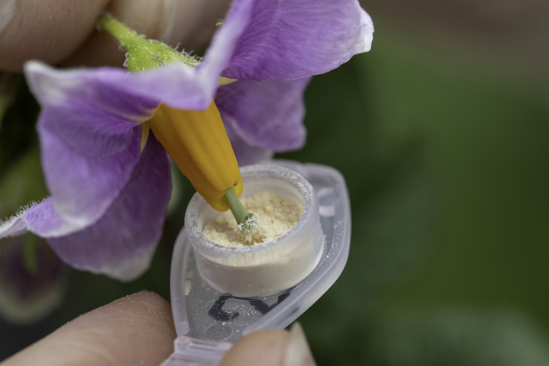 Potato flower cross pollination