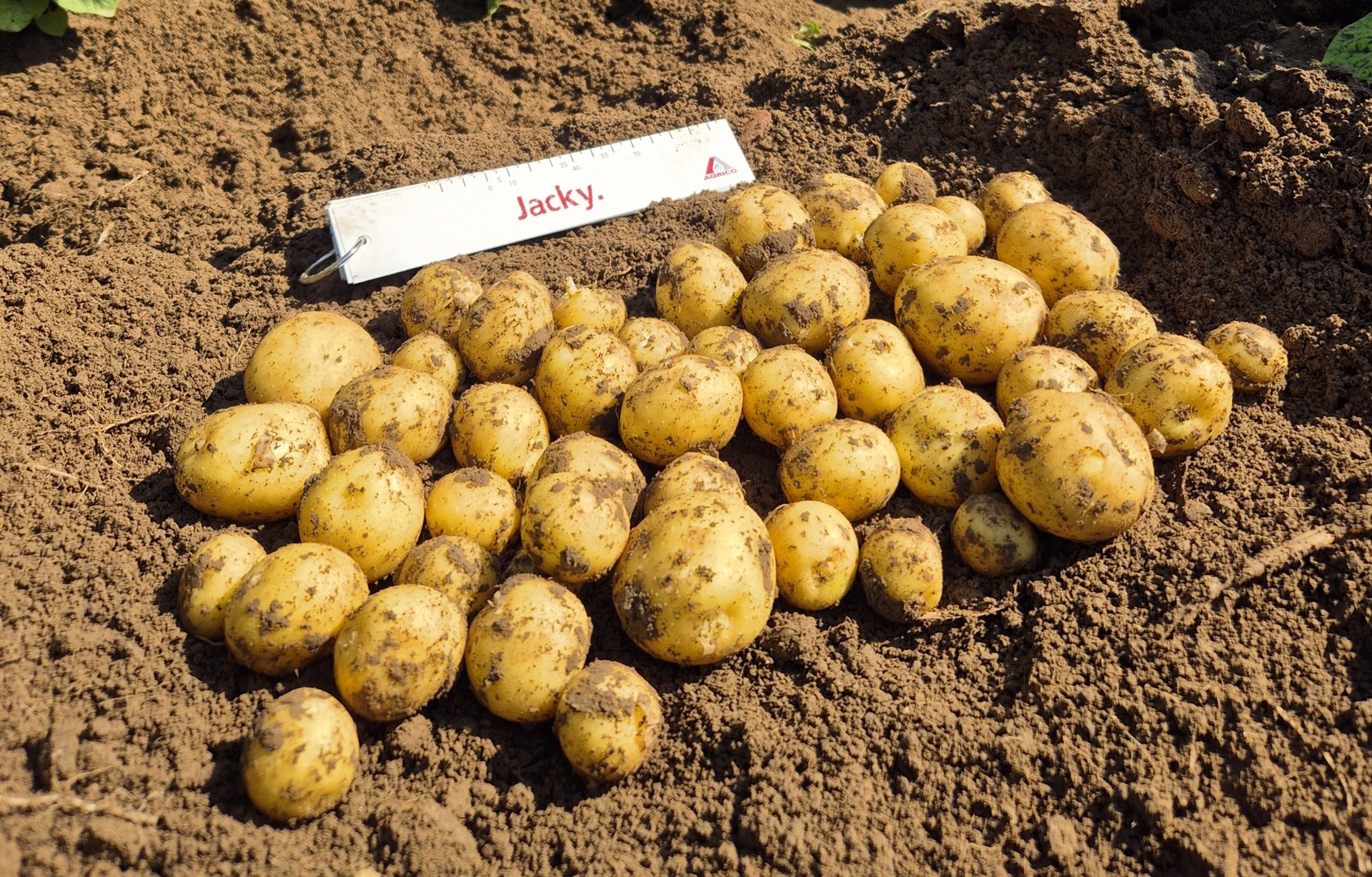 Jacky seed potatoes in field Agrico Nordic