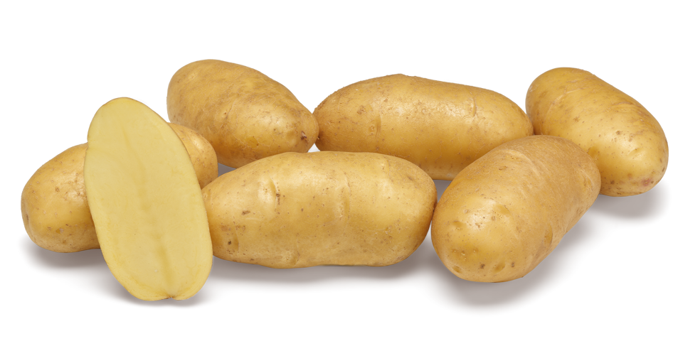 Ditta nestje met doorsnee