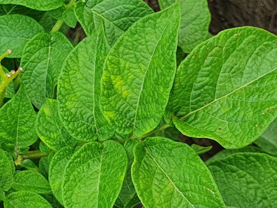 Y Virus (2)