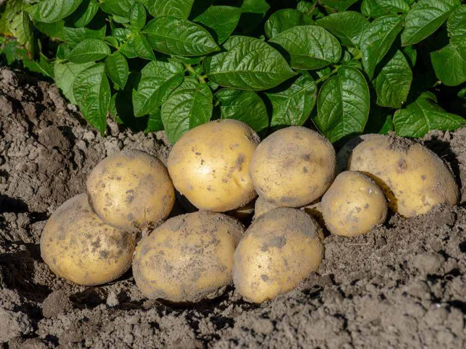 Severina in het veld