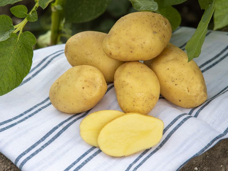 Agrico Keav Jolene 4 (1)