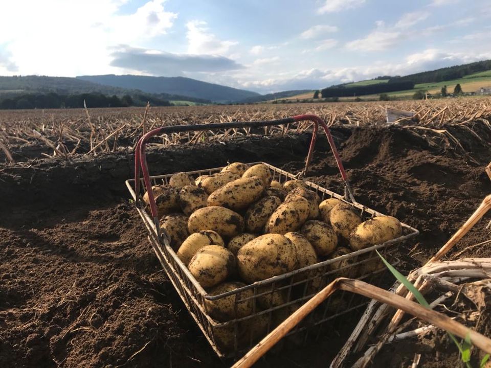 Babylon COM TBR©Agrico21 UK