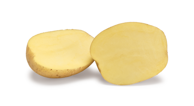 Pootaardappelras Constance