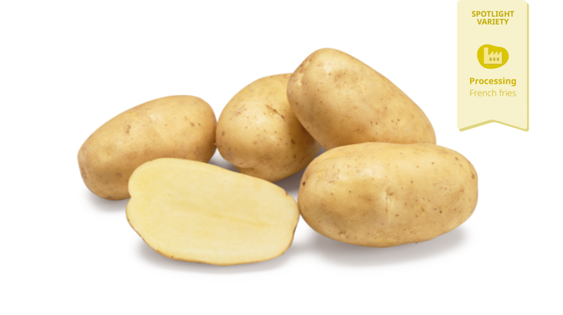 Lugano spotlight variety Agrico